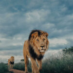 Male lion walking toward the camera on a dirt path, with another lion in the background beneath a dramatic cloudy sky.