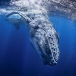Nature/Wildlife - Jury Choice: Prince of Blue by Rintaro Ukon, Japan - 12Awards Photography Competition Winners