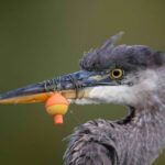 Conservation - Gold: Not a Good Day Fishing by Kent Stuart, United States - Bird Photographer of the Year 2026 Winners