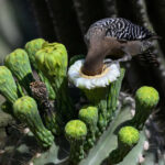 Plants for Birds: Mike Henry - Audubon Photography Awards 2026 Winners