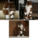 A collage showing the same brown-and-white cat posing three different ways, including sitting, standing upright, and leaning back with its paws raised.