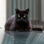 Black cat sitting on a shiny floor, staring seriously at the camera with bright green eyes and its reflection visible below.