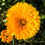 Gurushots Spring Snapshots Winners Photo Challenge