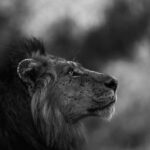The Wonderer by Fabian Meckl, Germany - MonoVisions Black and White Wildlife Photography Awards 2026 Winners
