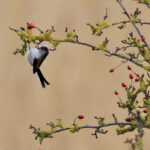 Long-tailed tit by Sue Coy - Norfolk Wildlife Trust Competition Winners